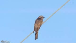 Pallid Cuckoo (Cacomantis pallidus) calling at Korrelocking Western Australia