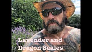 Lavender and Dragon Scale