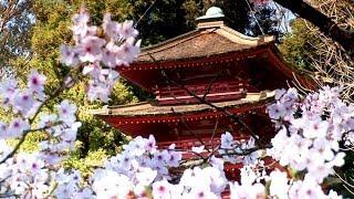 Zen Garden - Cherry Blossoms, Mindfulness, Relaxation & Meditation - 50 minutes