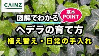 ヘデラの育て方 / 別名：木蔦（キヅタ）【カインズ花図鑑 】