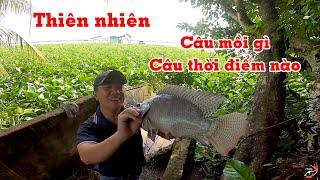 FISHING . NƯỚC CẠN 3 TẤC CÁ VẪN VÀO ĂN ẦM ẦM