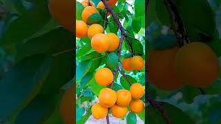 Enjoy Beautiful fruit Garden #fruitgarden #fruits #shorts #gardening