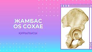 ЖАМБАС СҮЙЕГІ/ OS COXAE анатомиялық құрылысы