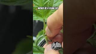 How to TOP Cannabis Plants for MAX YIELD | Beginner Grower Guide - 
