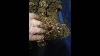 Cocoon bin harvest technique