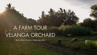 Farm Tour Velanga Orchard - Reaching Us & A Walk Around