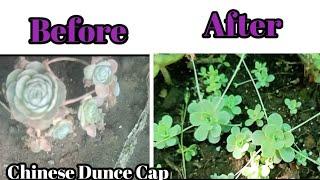 How To Save Chinese Dunce Cap (Orostachys)/Chinese Dunce Cap Care/Plants With Love