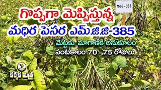 నూతన పెసర రకం ఎమ్.జి.జి - 385 || దిగుబడి భేష్ || Best Green gram Variety MGG - 385 || Karshaka Mitra