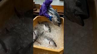 How Chinese Farming Millions Of Tuna Fish In Artificial Sea? By Shiksha SQUARE