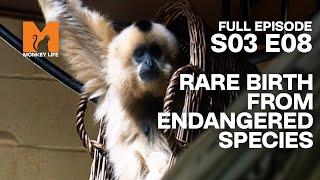 A New Addition | Season 3 Episode 8 | Full Episode | Monkey Life