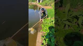 Farmer Watering Vegetable Patches  #FarmingLife #SustainableAgriculture