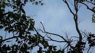 White Bellbird singing in Carajás National Forest, Brazil