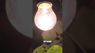 Why do insects move towards light?