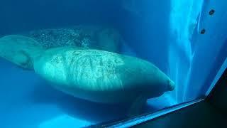 A pair of West African manatees