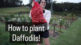 How to plant Daffodils