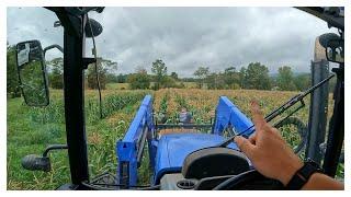 Harvesting Corn With The Veggie Boys