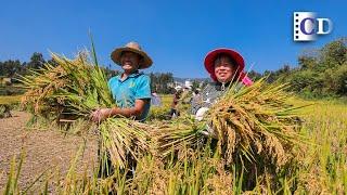 What can we learn from Chinese farmers through their forty-century experience? | China Documentary