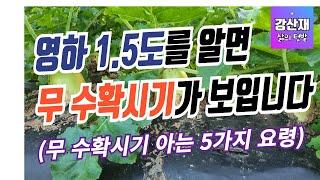 김장무 수확 시기와  영하 1.5도의 관계