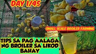 BACKYARD BROILER FARMING TIPS! (DAY 1/45) PAANO MAG ALAGA SA BACKYARD  NG BROILER