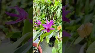 Pretty Flowers In Our Yard