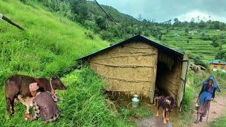 This is Himalayan Nepali village life || Best peaceful And relaxing rainy season completion video