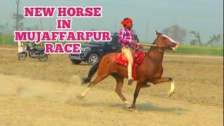 NEW HORSE IN BOCAHHA MUJAFFARPUR RACE ,FINAL RACE ON 15 SAWAR VIKASH YADAV