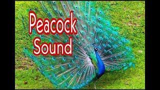 Peacock Sound/मोराचा आवाज/मोर की आवाज /moracha awaj