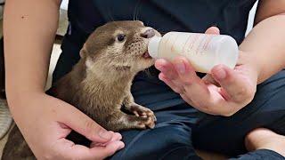 It's hard to take care of many baby otters. These otters need help.