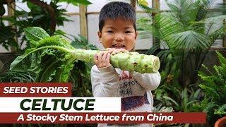 SEED STORIES | Celtuce: A Stocky Stem Lettuce From China