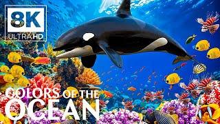 Life Of The Ocean 8K (ULTRA HD) - Marine Species With Relaxing Music And Ocean Sounds