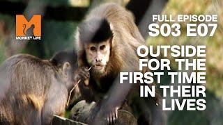 First Time Touching Grass | Season 3 Episode 7 | Full Episode | Monkey Life