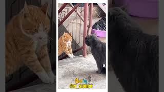 Padosi Ladke  Funny Animals Dubbed Video #funny #shorts #rjstomar