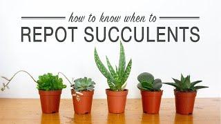 Signs your Succulents Need Repotting