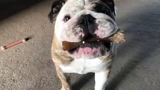 Reuben the Bulldog: Bury That Bone