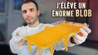 J'élève un énorme Blob !