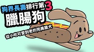 狗與鹿 ｜犬種的故事＃13 臘腸狗｜狗界長壽前3名，不小心吃可愛長大獵犬，連畢卡索都疼到爆