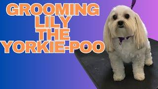 Lily the Yorkie-Poo Gets Groomed