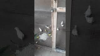 My Birds very Friendly #birds #shorts