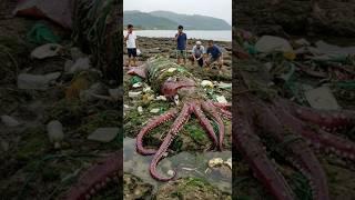 Stranded giant purple squid rescued from the shore!