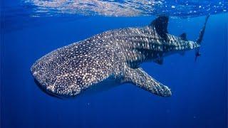 Whale Shark - The Largest Fish In The World / Documentary (English/HD)