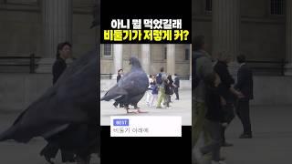 논란의 사진 '비둘기 아래에 담장 있어요'