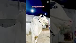Mashallah so much beautiful ️️️ #cow /Shuraim Abid hussain
