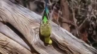 budgies in the wild nature documentary