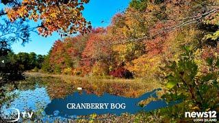 Cranberry Bog Nature Preserve | Long Island TV