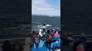 Prince of Whales