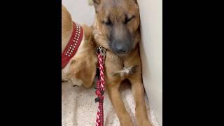 「気が済むまで匂いを嗅いでいいよ」他犬にとても友好的な保護犬・ポテト　#保護犬 #犬 #ワンコ