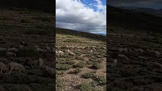 Ovejas en Sierra Nevada - Granada