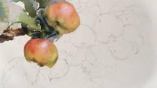 Apples in watercolor. Work in process.