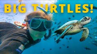 I went snorkeling in Malaysia's BEST REEFS! (Mabul Island Part 2) 