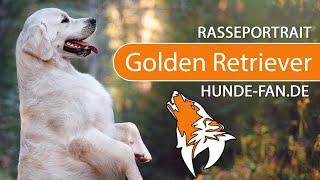 ► Golden Retriever [2020] History, Appearance, Temperament, Training, Exercise, Care & Health